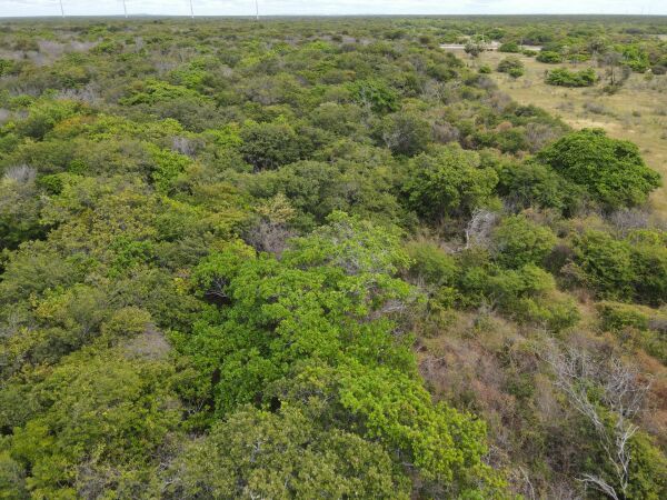 Imagem 4 de Ilha fluvial cercada pelo Rio Jaguaribe em Fortim